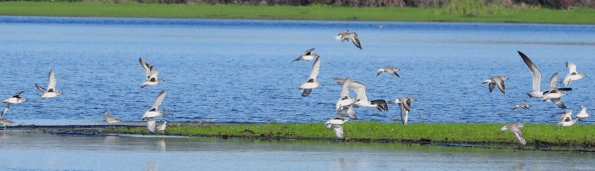 Сивка морська - ML646703996