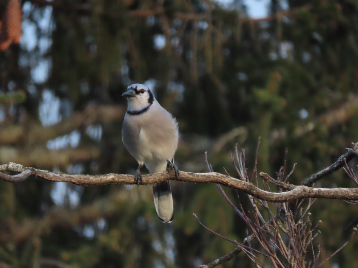 blåskrike - ML646703997