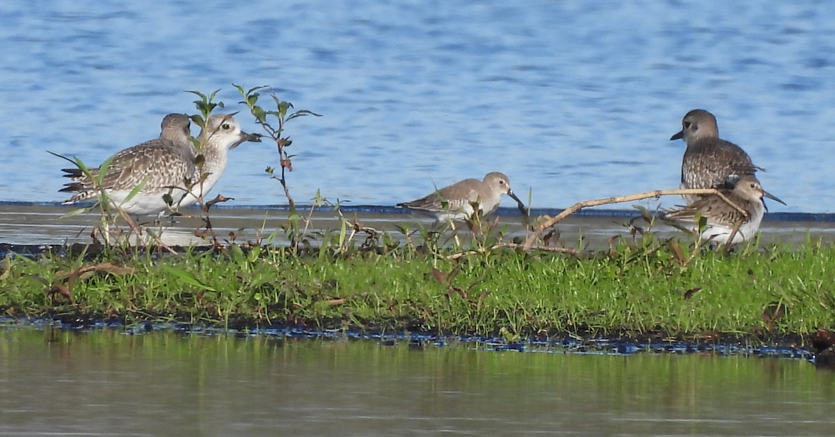 Побережник чорногрудий - ML646704003