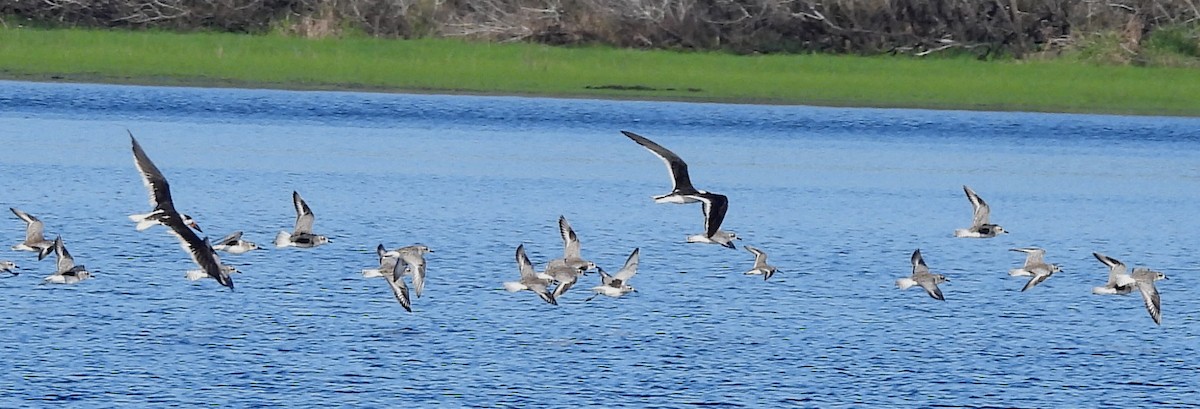 Водоріз американський - ML646704009