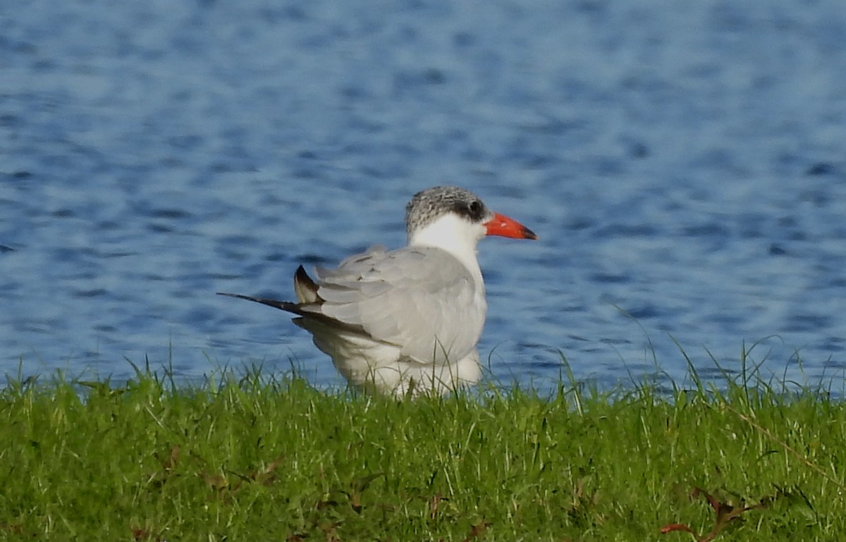 Крячок каспійський - ML646704021