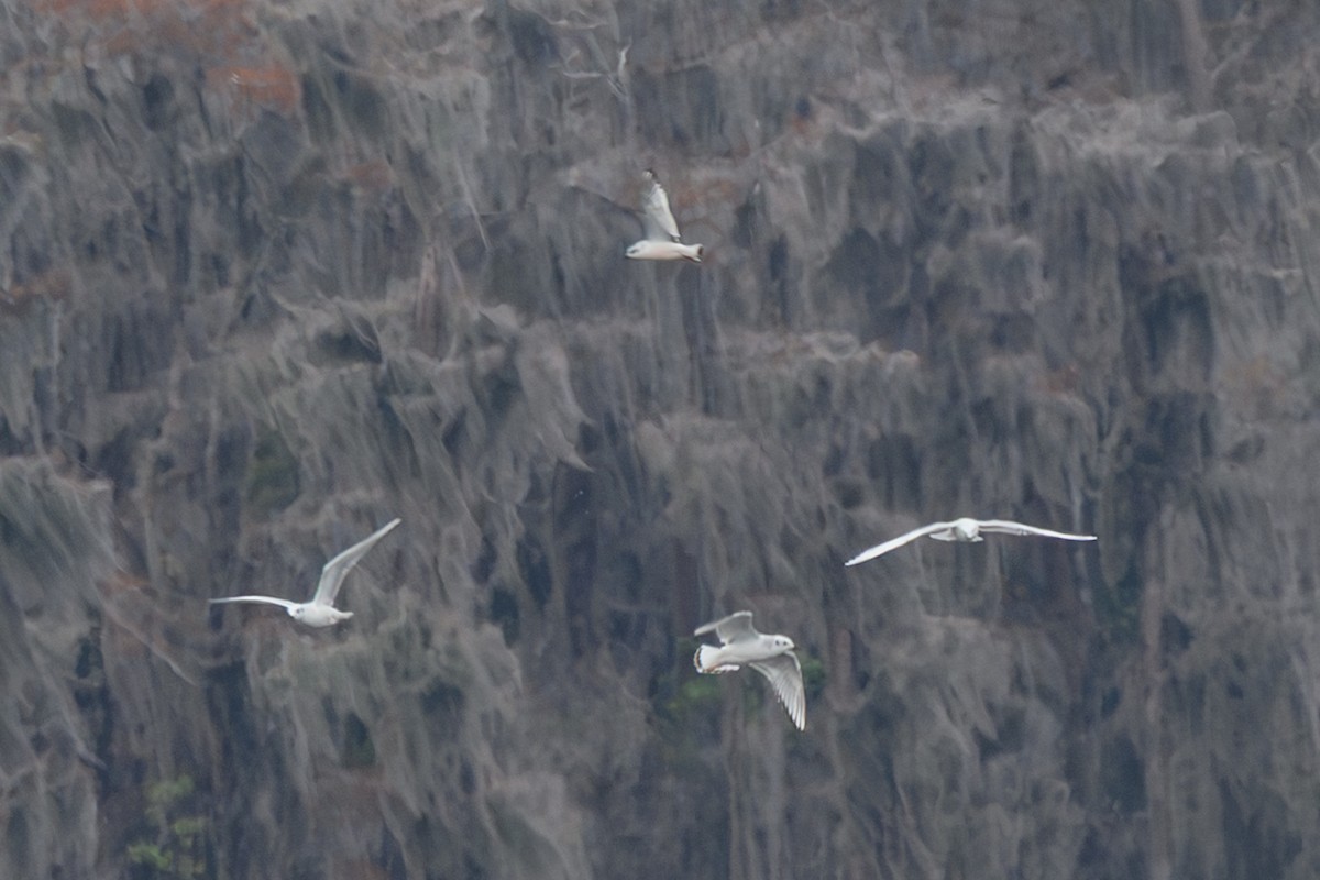 שחף גמדי - ML646704031