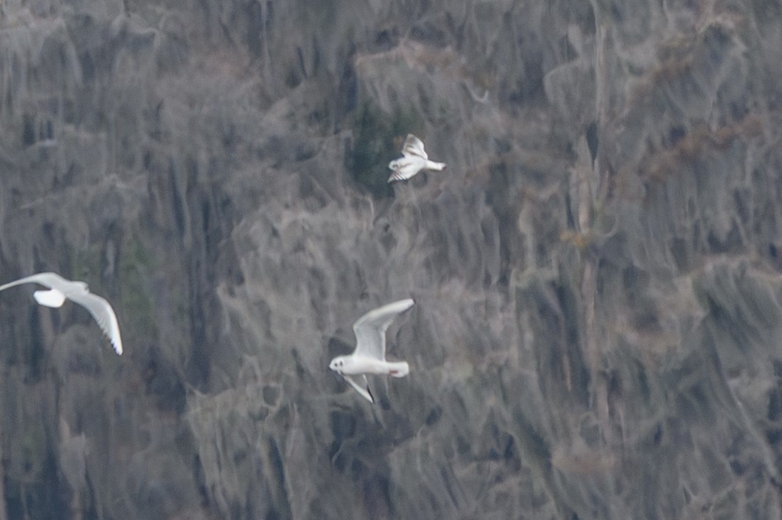 שחף גמדי - ML646704032