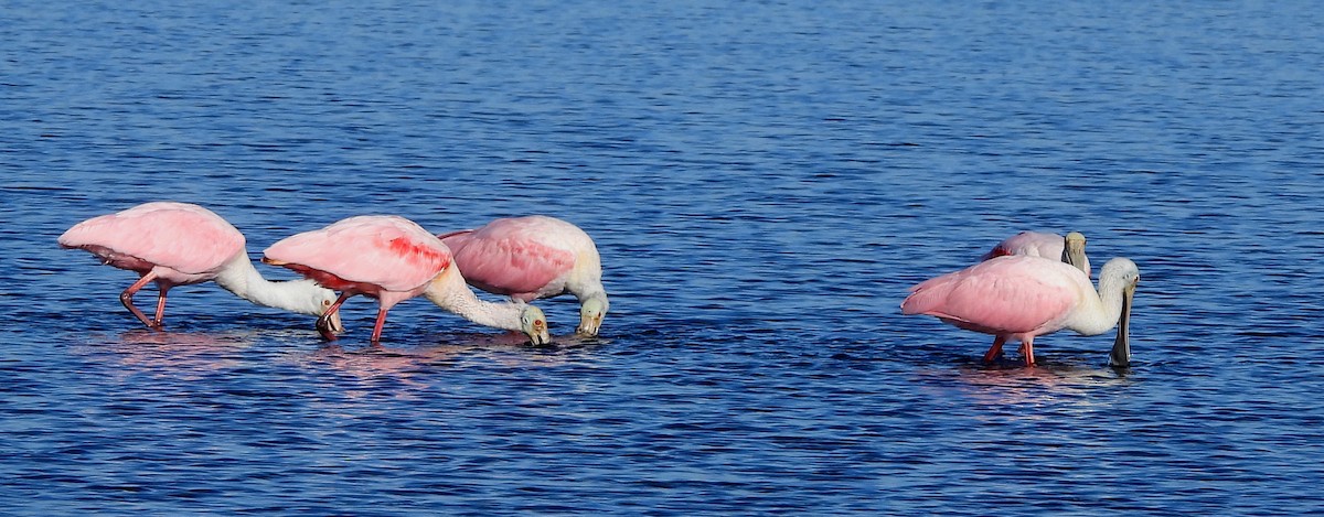 Roseate Spoonbill - ML646704033