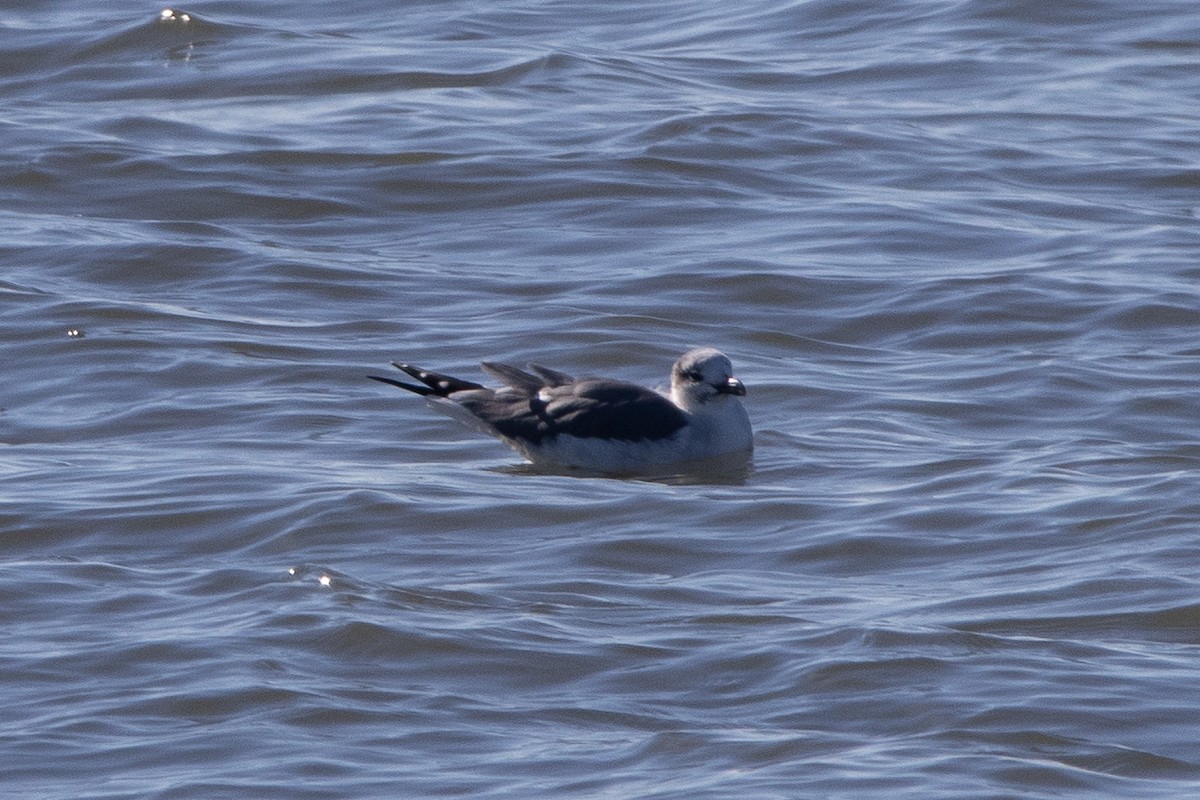 Ацтекская чайка - ML646704034