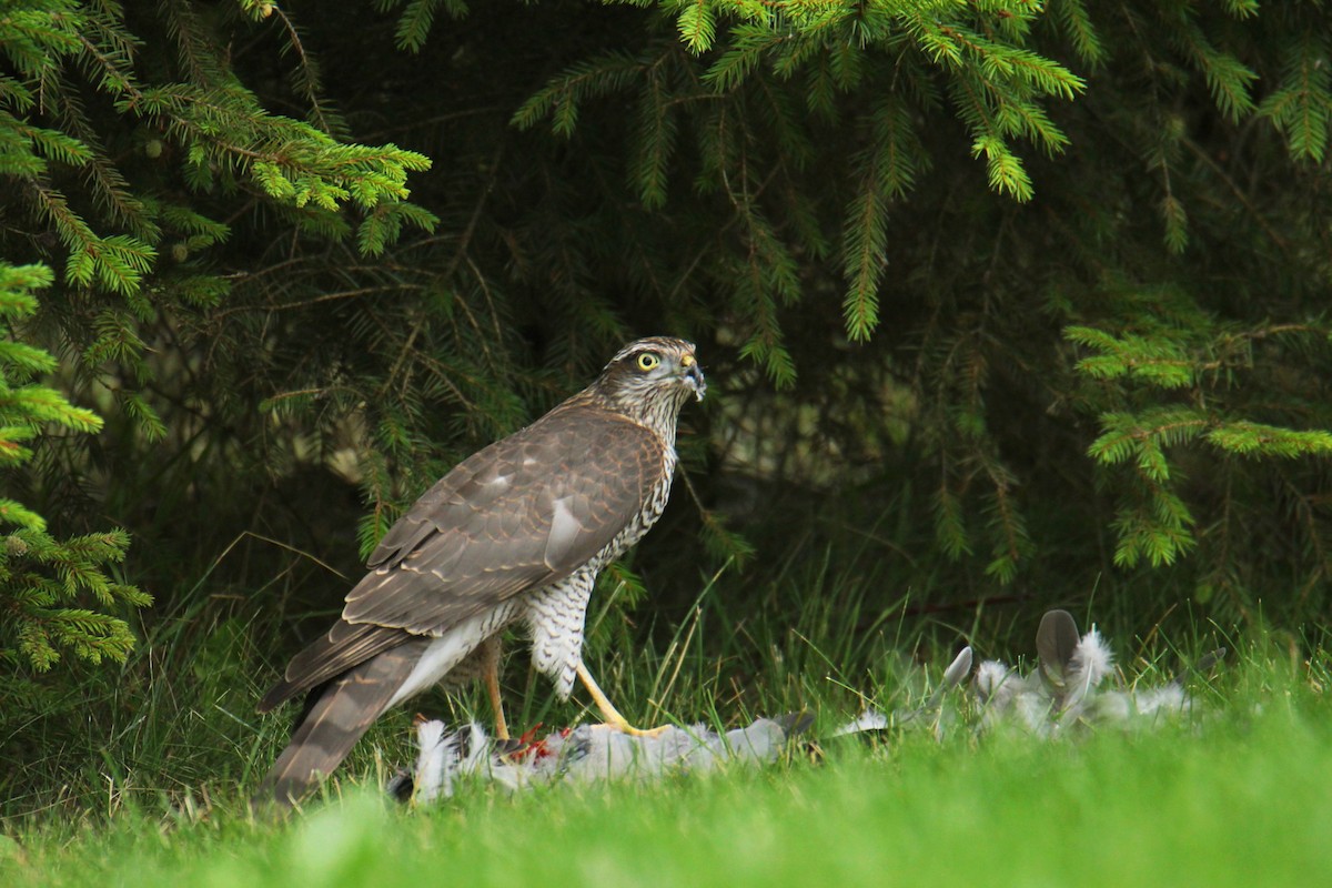 Яструб малий - ML646704035