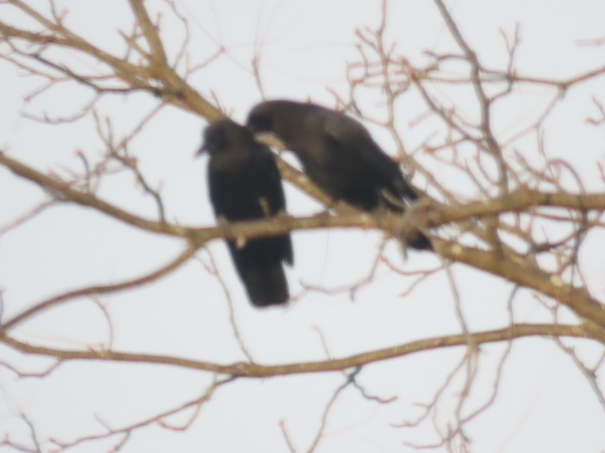 amerikakråke - ML646704038