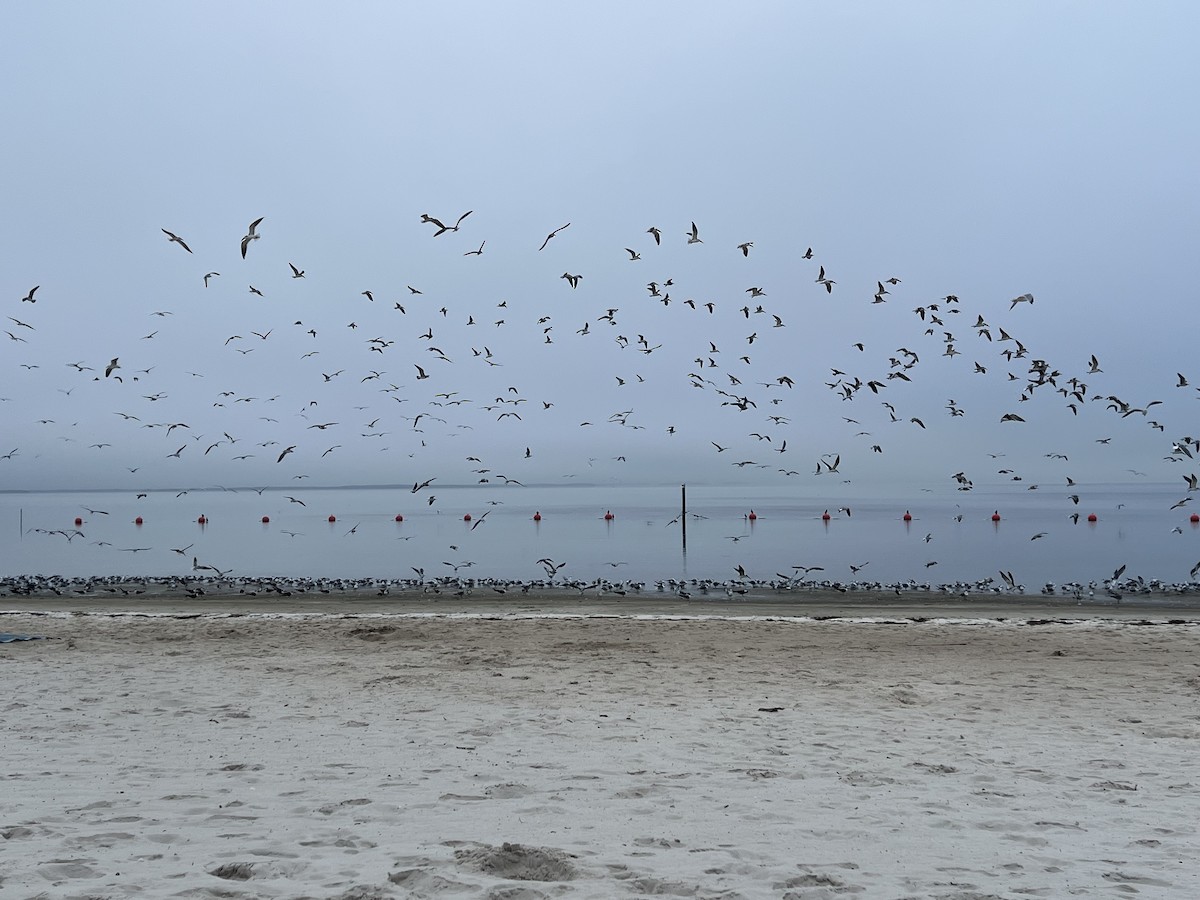 שחף צוחק - ML646704058