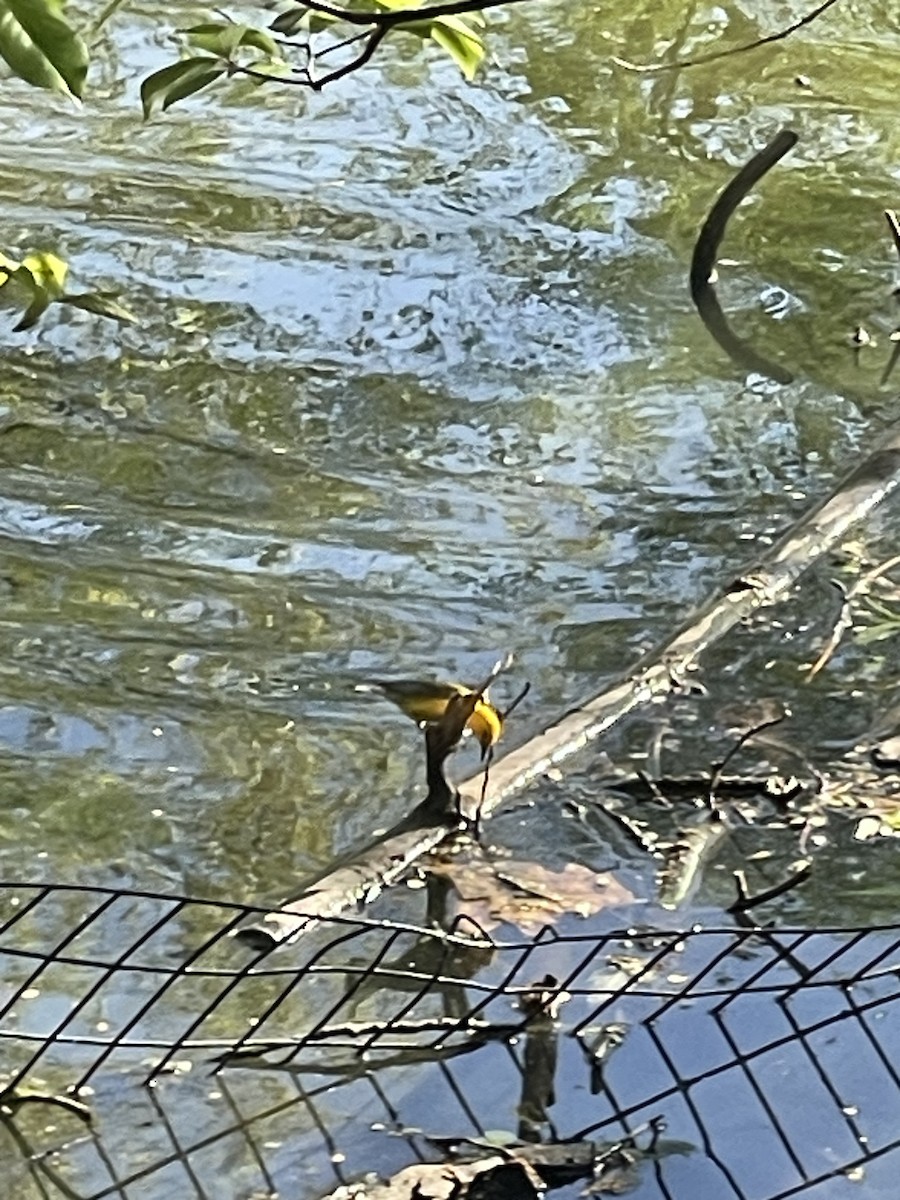 Prothonotary Warbler - ML646704059