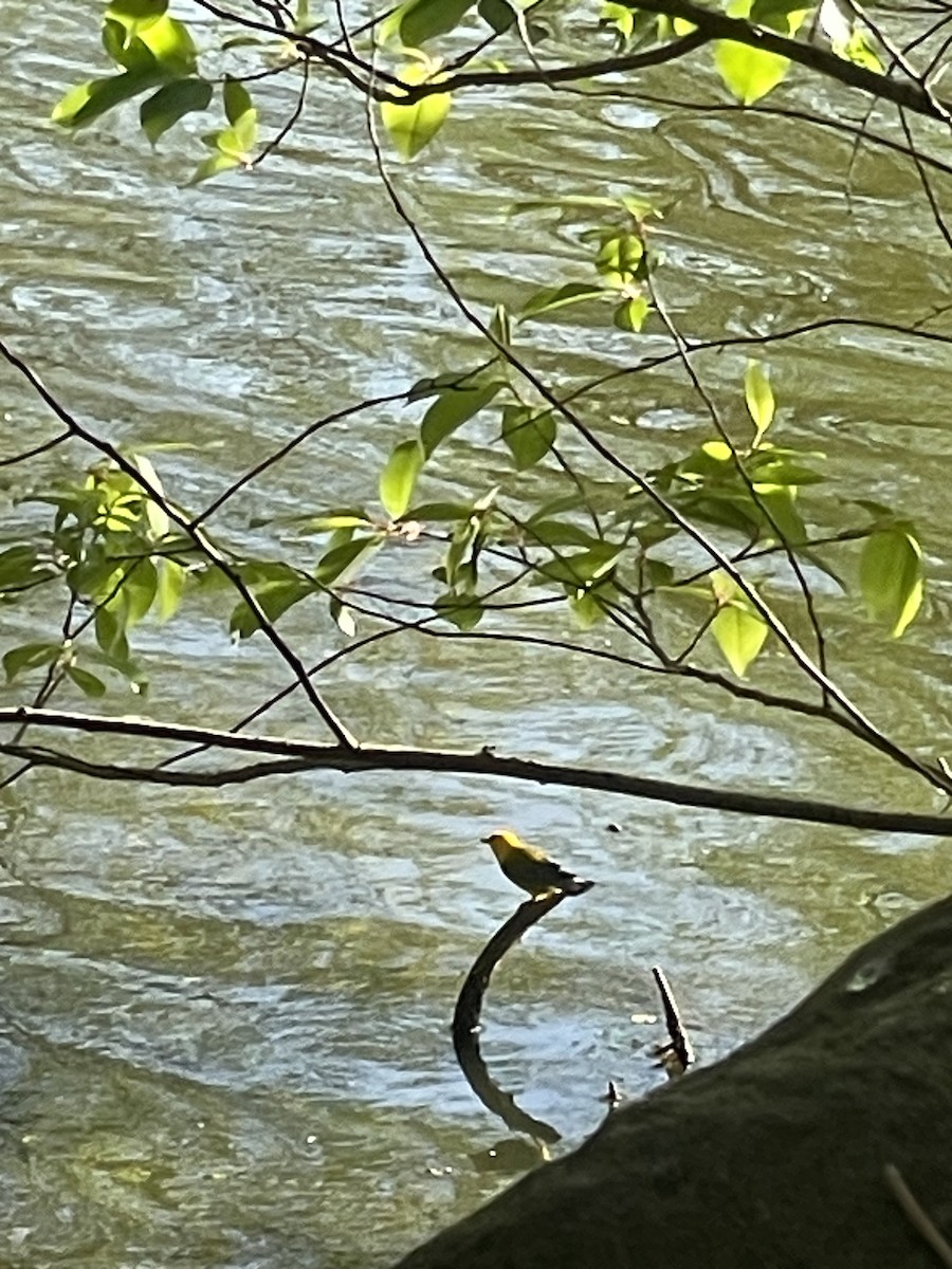 Prothonotary Warbler - ML646704060