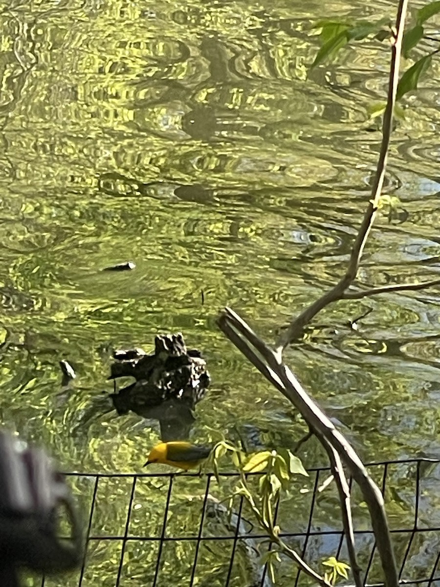 Prothonotary Warbler - ML646704061