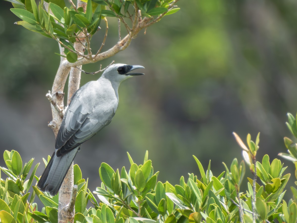 Белобрюхий воронец - ML646704065