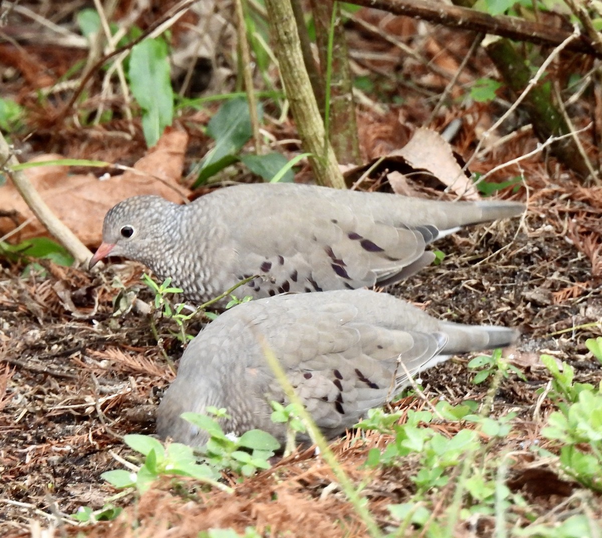 Common Ground Dove - ML646704067