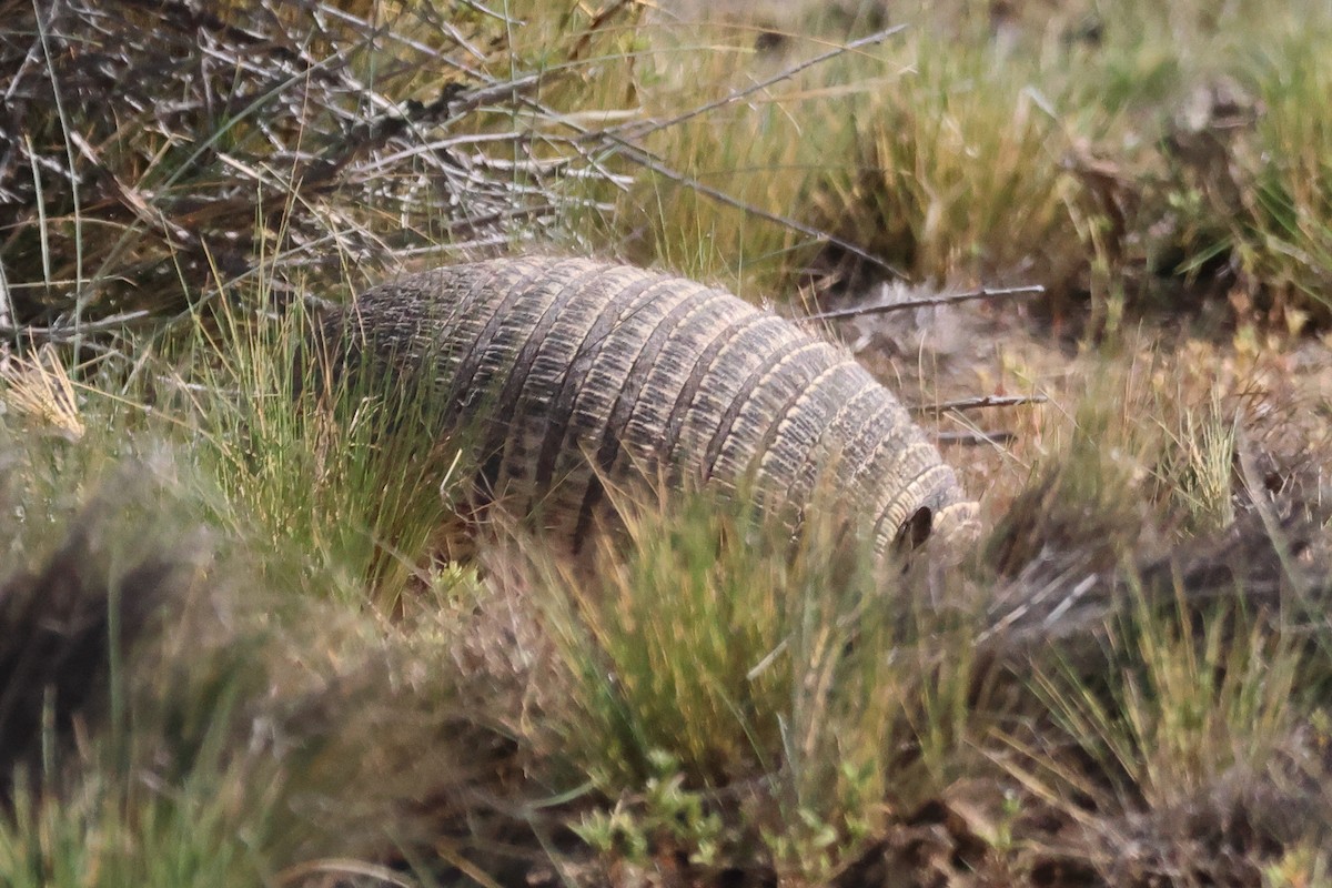 Карликовый броненосец - ML646704068