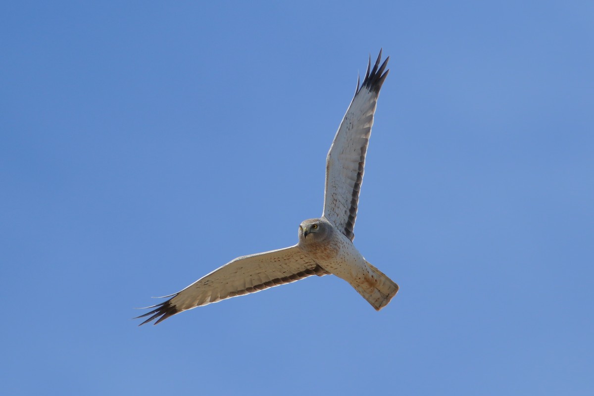 Northern Harrier - ML646704069