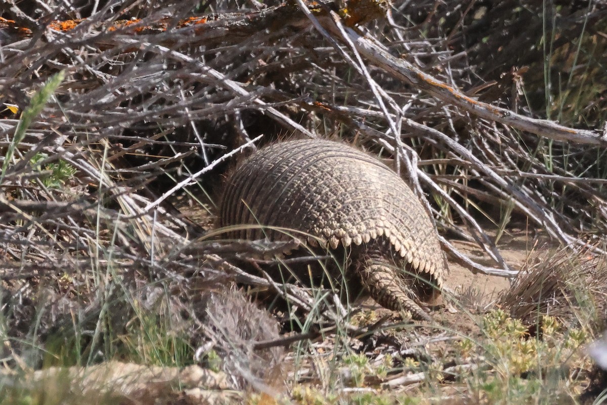 Карликовый броненосец - ML646704070