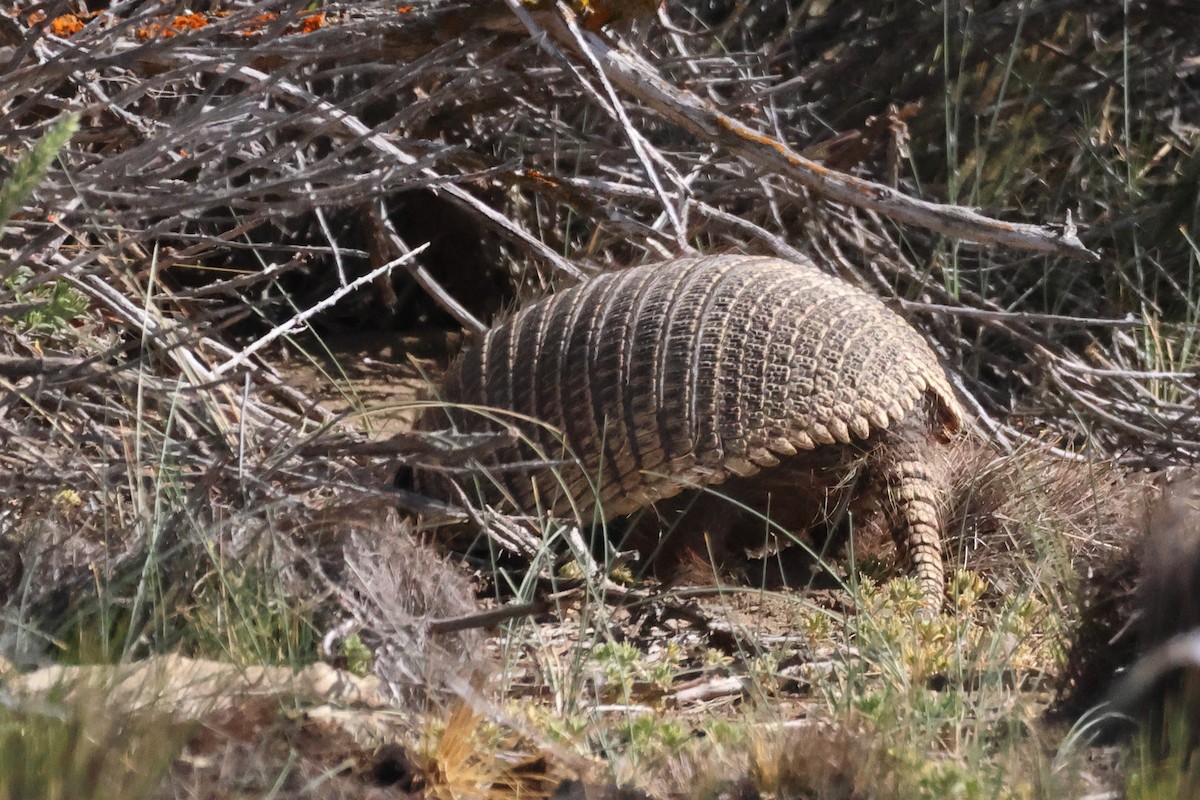 Карликовый броненосец - ML646704071