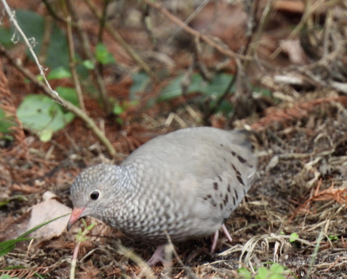 Common Ground Dove - ML646704073
