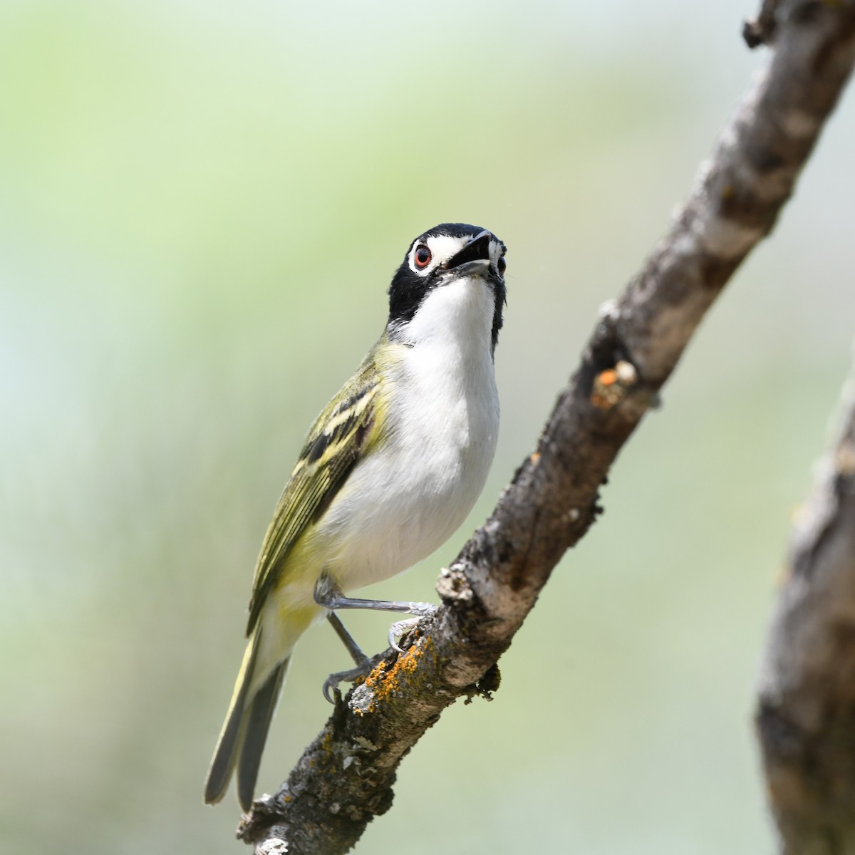 Black-capped Vireo - ML646704074