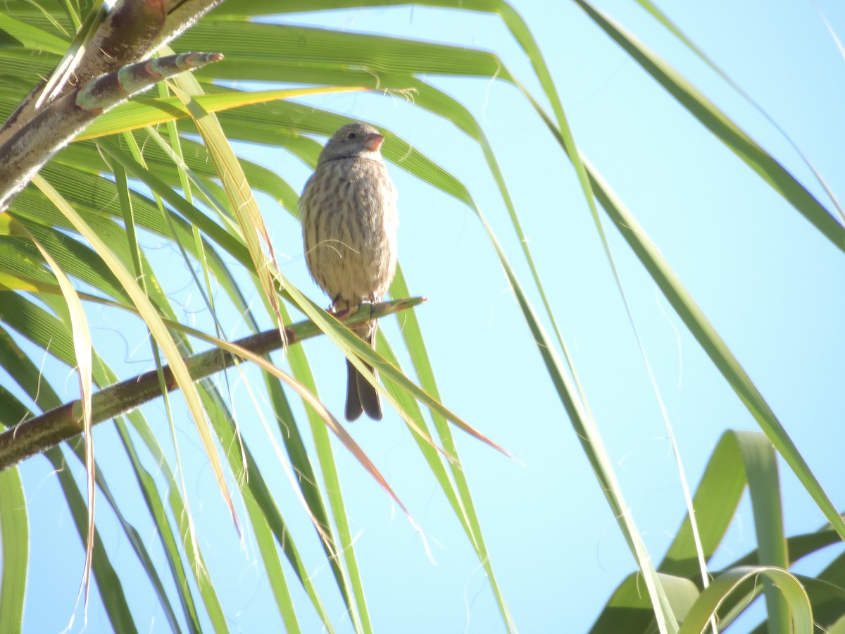 House Finch (Common) - ML646704076