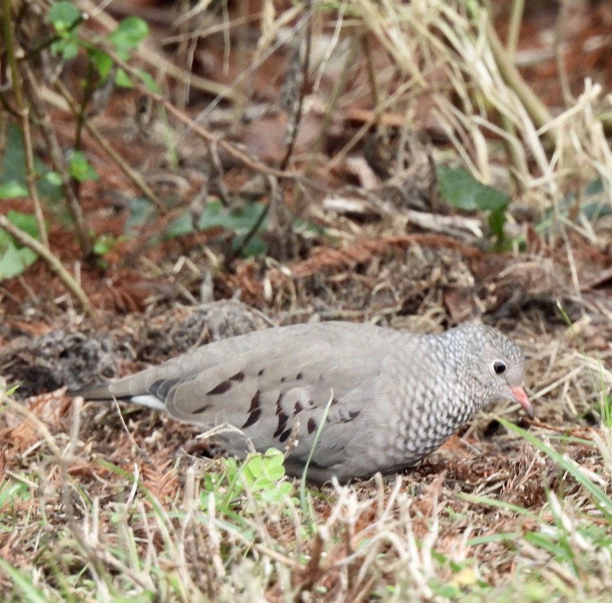 Common Ground Dove - ML646704077