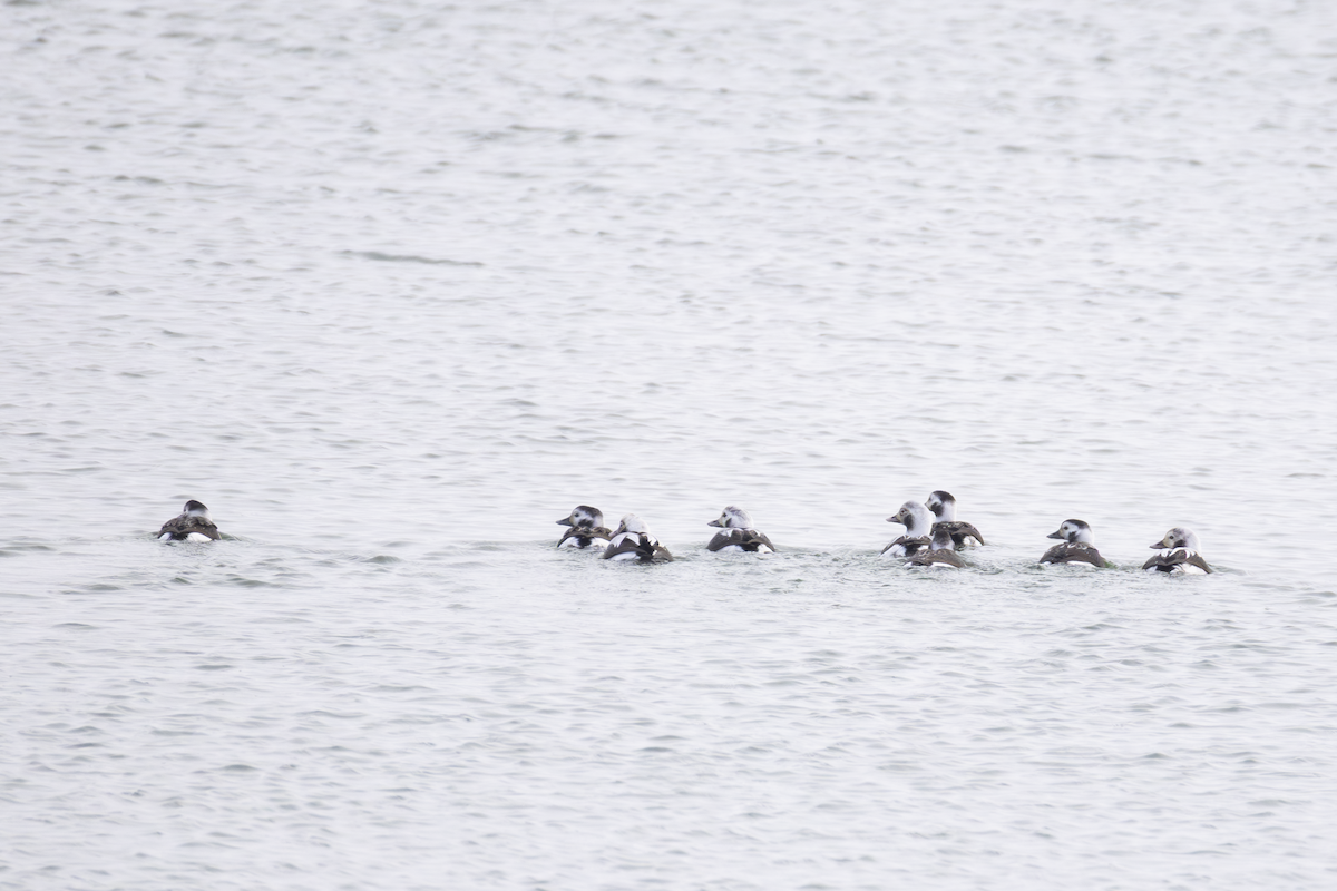 Long-tailed Duck - ML646704078