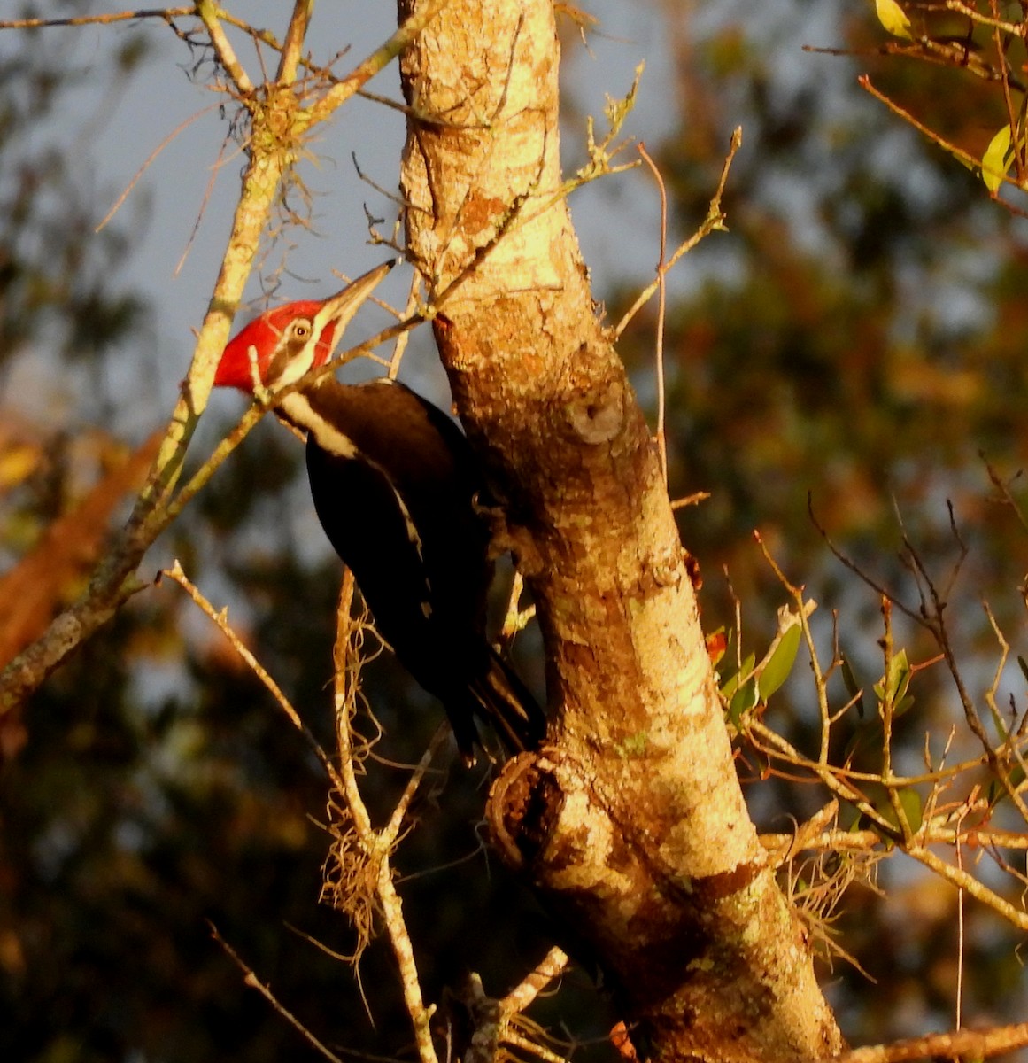 Жовна північна - ML646704080