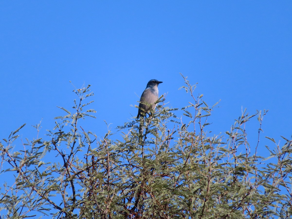 Woodhouse's Scrub-Jay - ML646704081