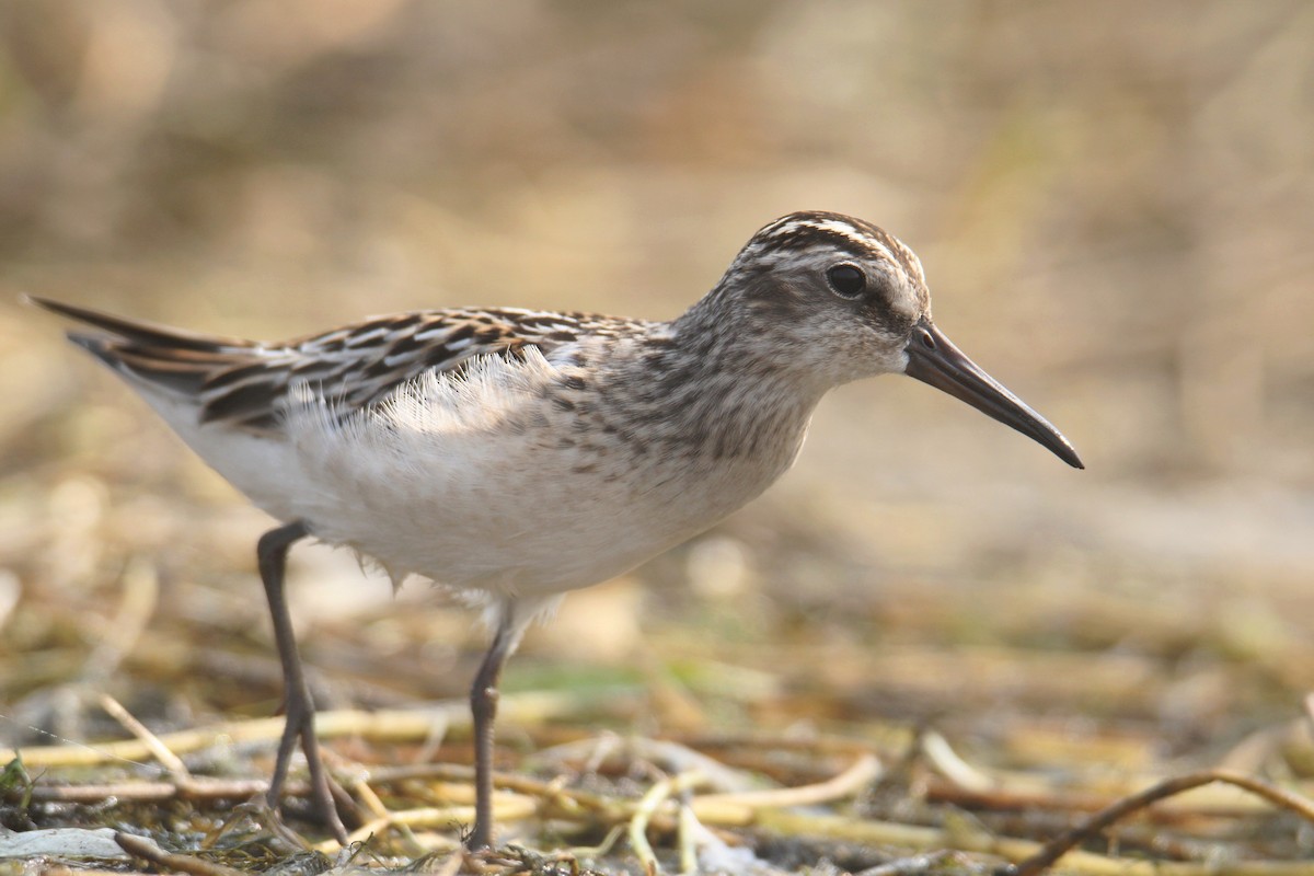 Побережник болотяний - ML646704083