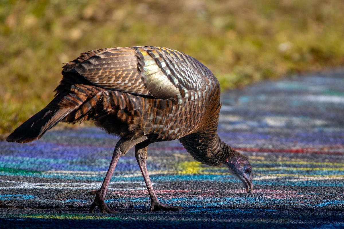 Индейка - ML646704084