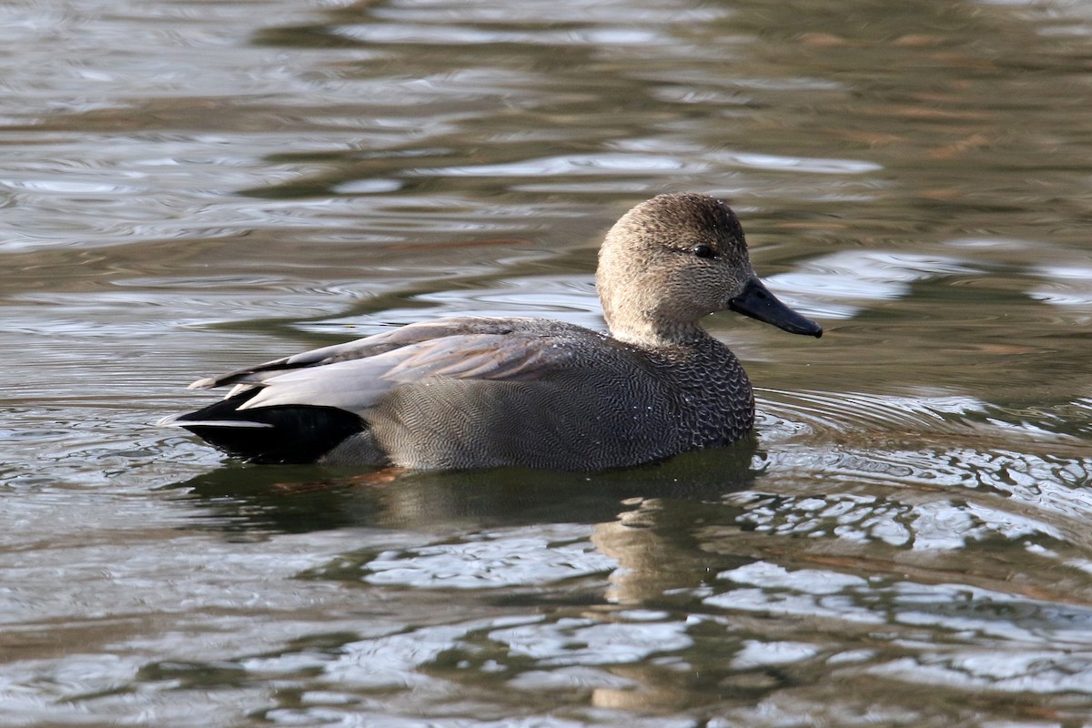 Boz Ördek - ML646704085