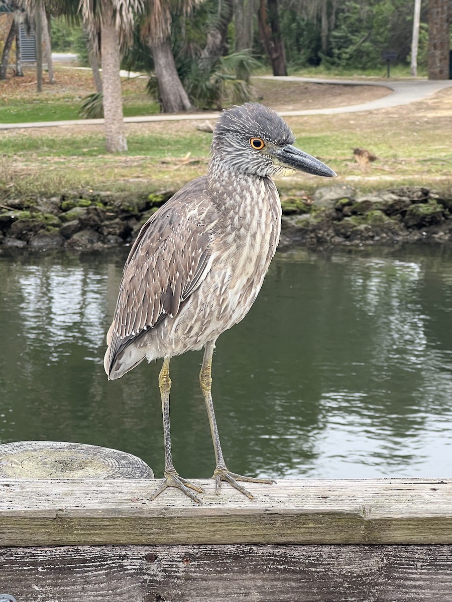 אנפת לילה צהובת-כיפה - ML646704106