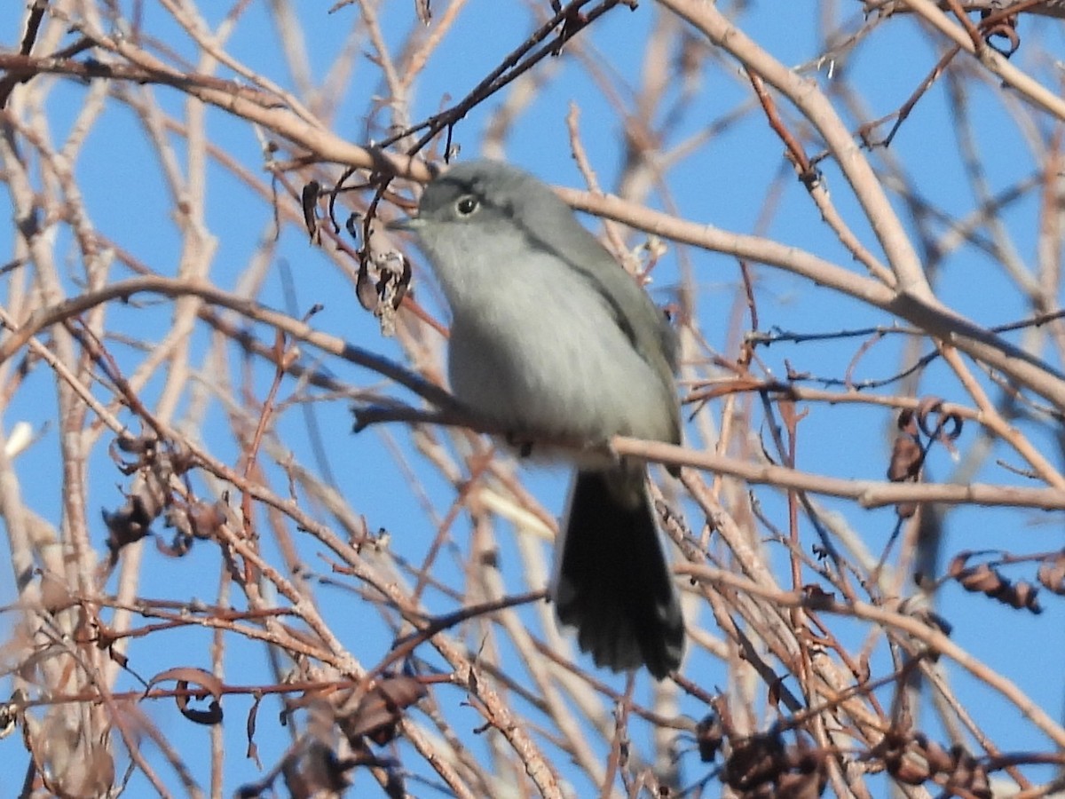 Black-tailed Gnatcatcher - ML646704110