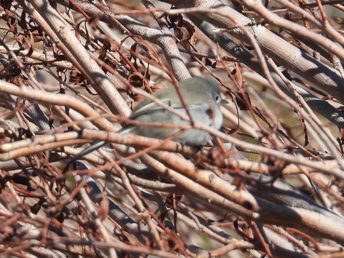 Black-tailed Gnatcatcher - ML646704111