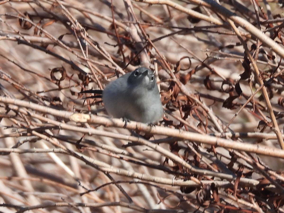 Black-tailed Gnatcatcher - ML646704112