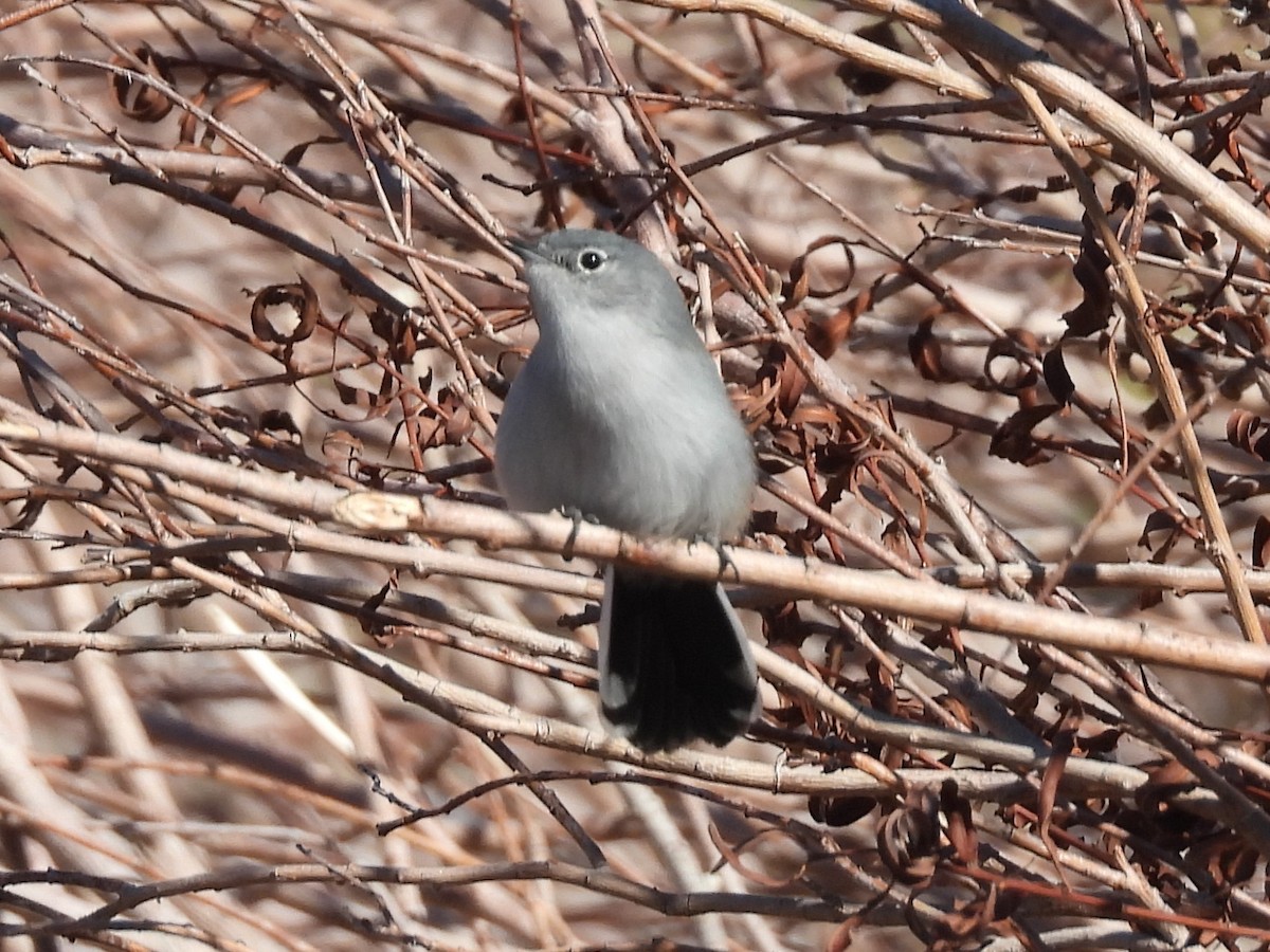 Black-tailed Gnatcatcher - ML646704113