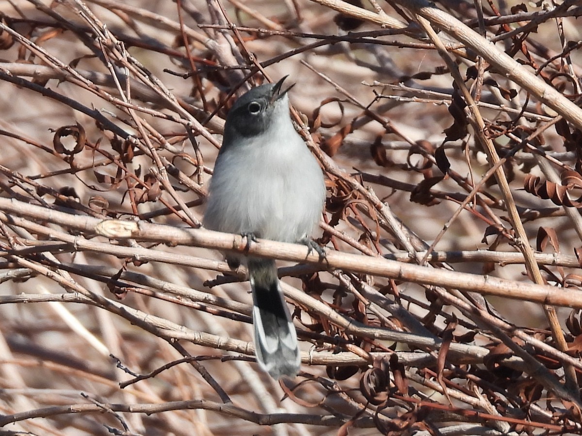 Black-tailed Gnatcatcher - ML646704114
