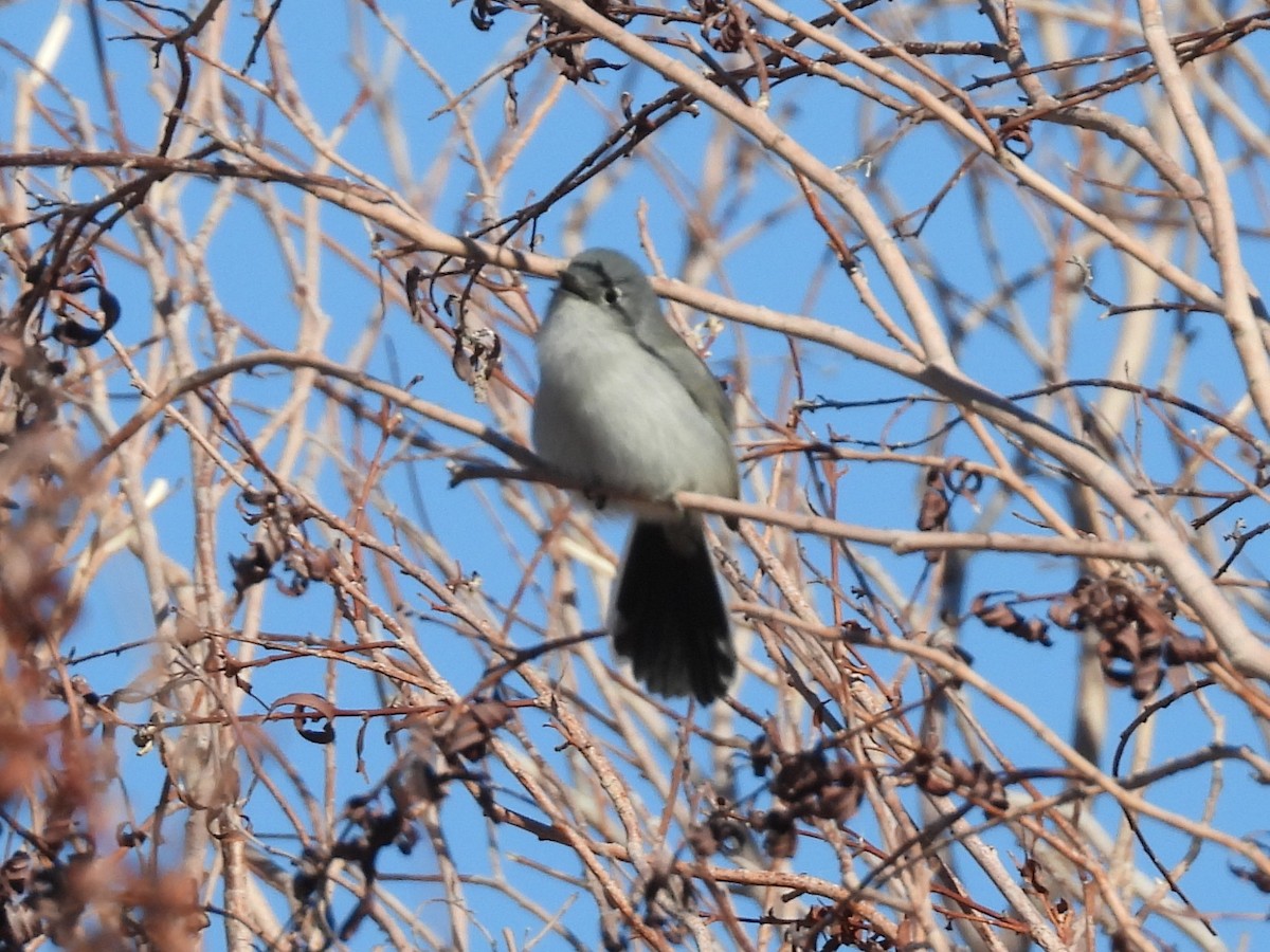 Black-tailed Gnatcatcher - ML646704115