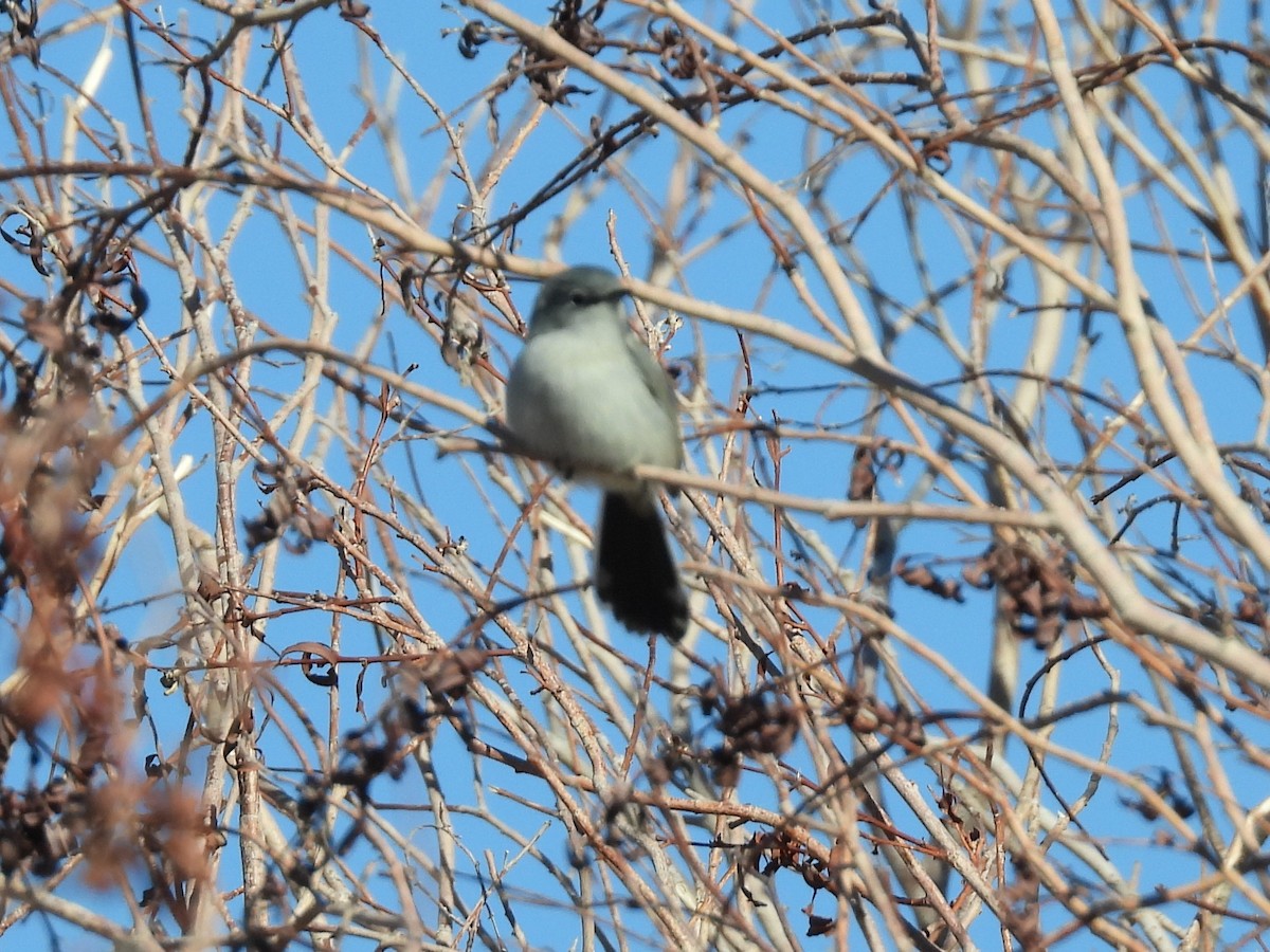 Black-tailed Gnatcatcher - ML646704116