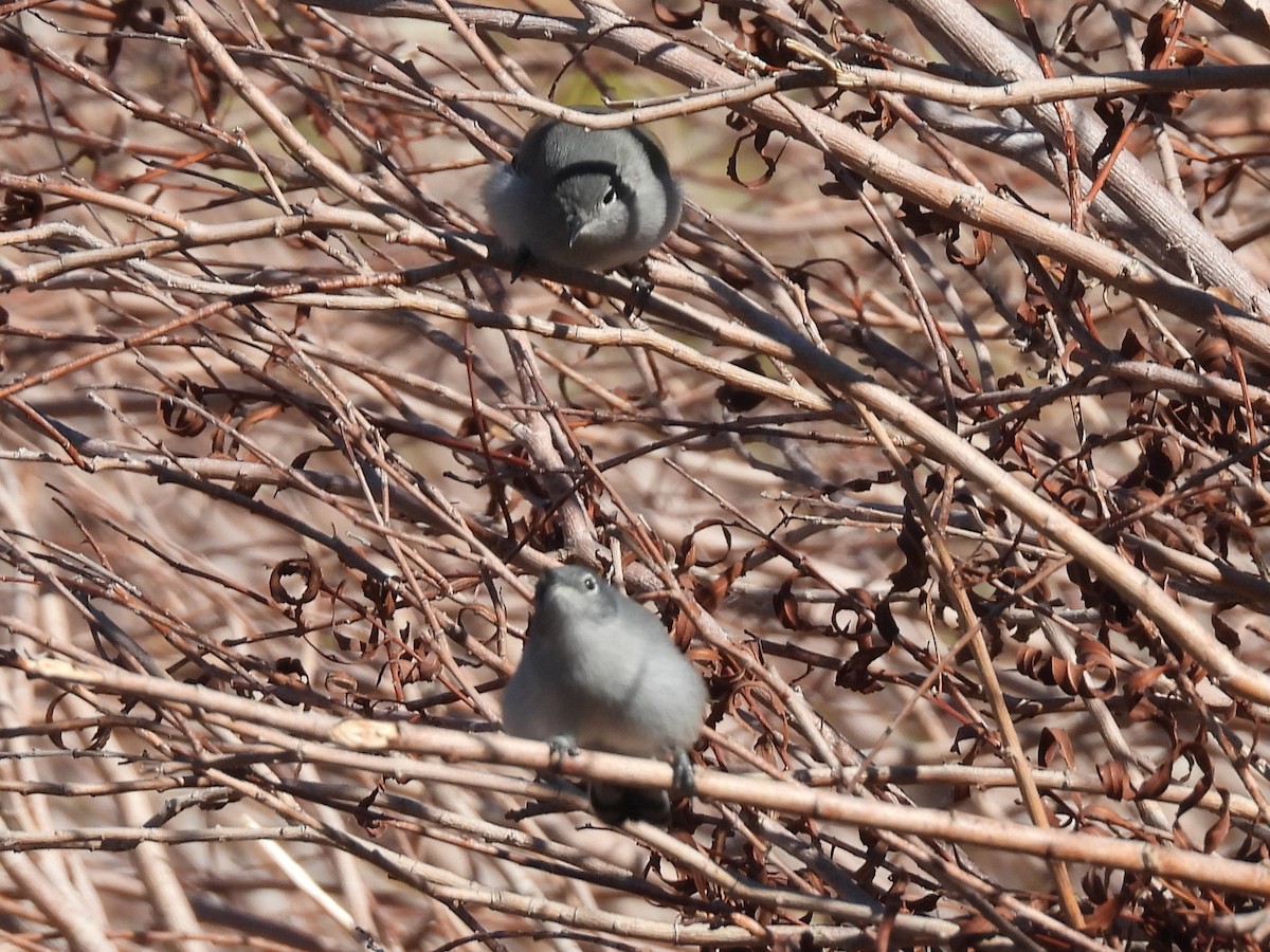 Black-tailed Gnatcatcher - ML646704117