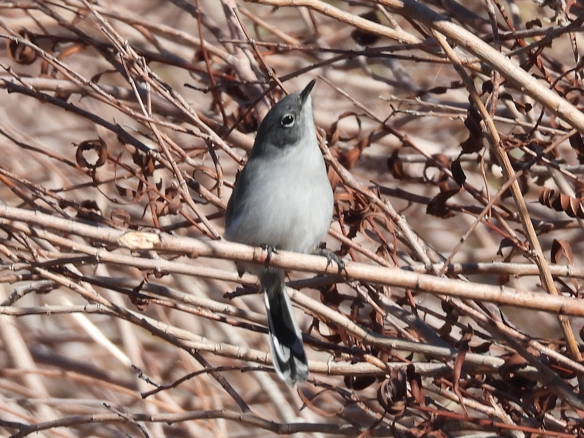 Black-tailed Gnatcatcher - ML646704118