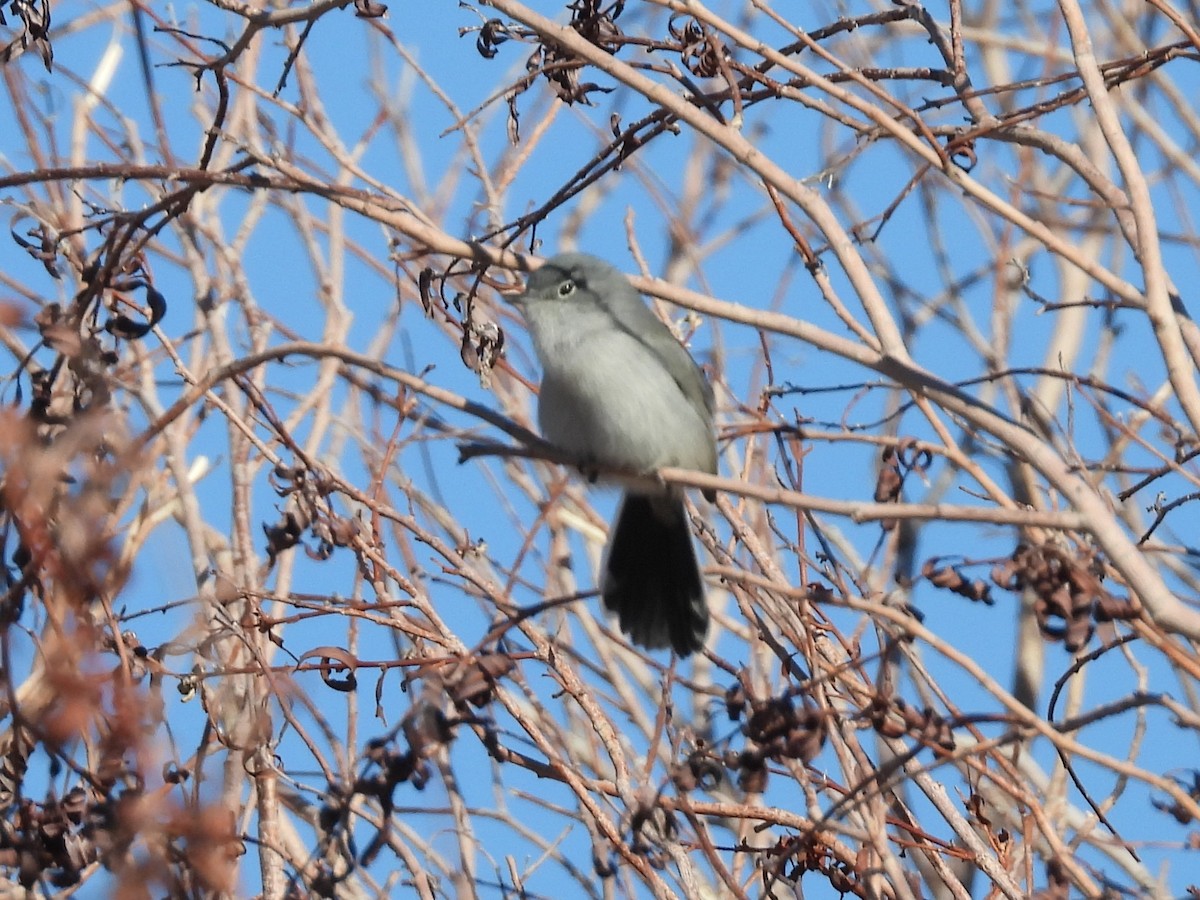 Black-tailed Gnatcatcher - ML646704119