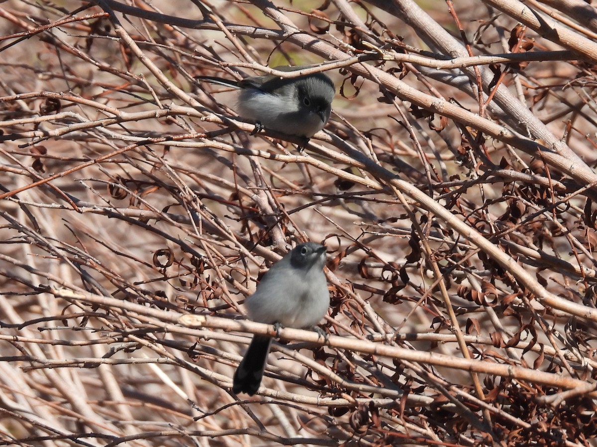 Black-tailed Gnatcatcher - ML646704120