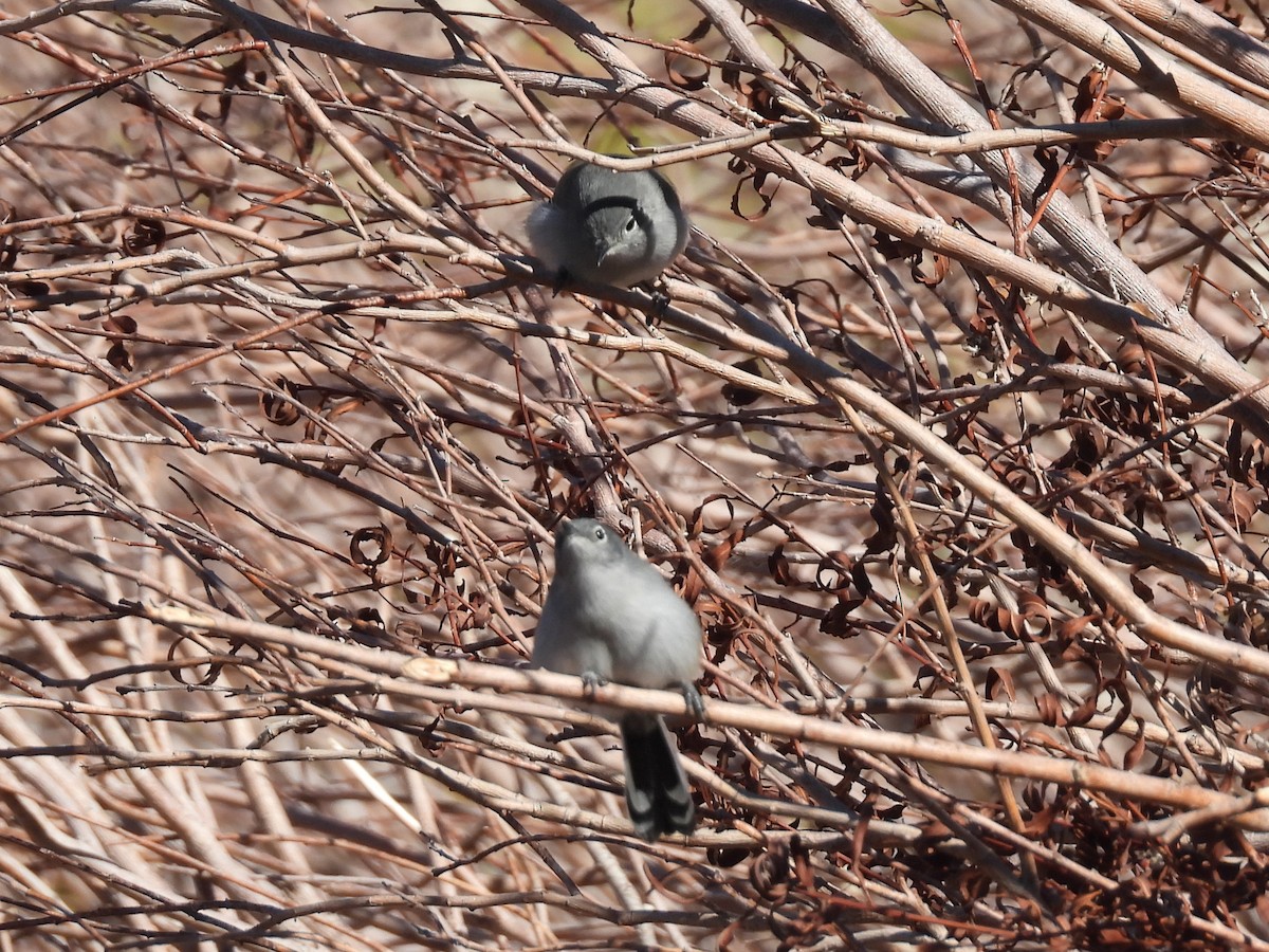 Black-tailed Gnatcatcher - ML646704121