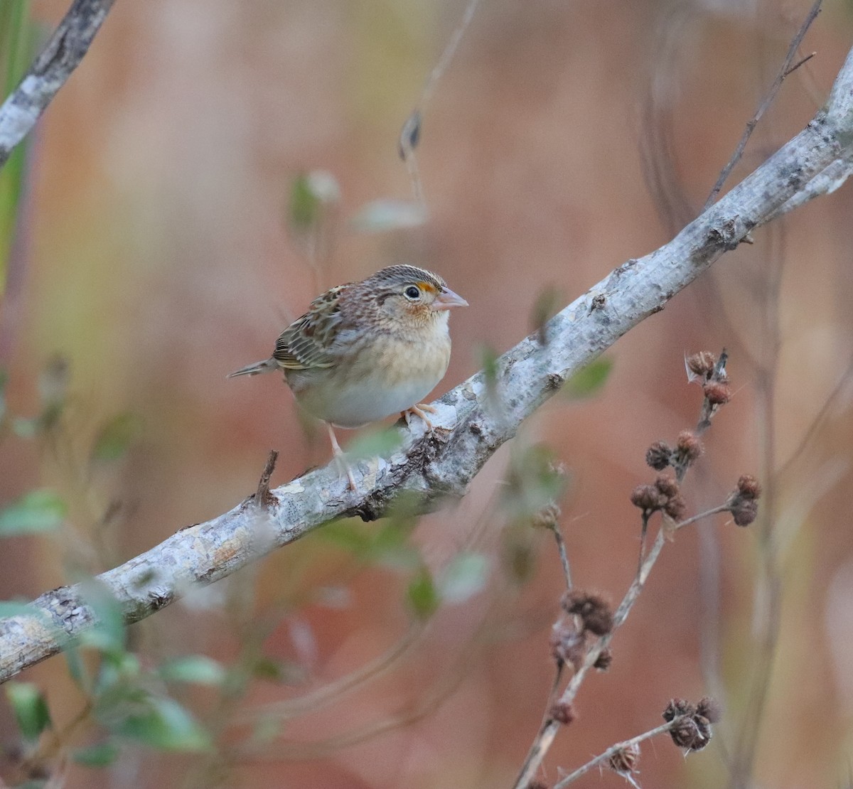 Grasshopper Sparrow - ML646704123