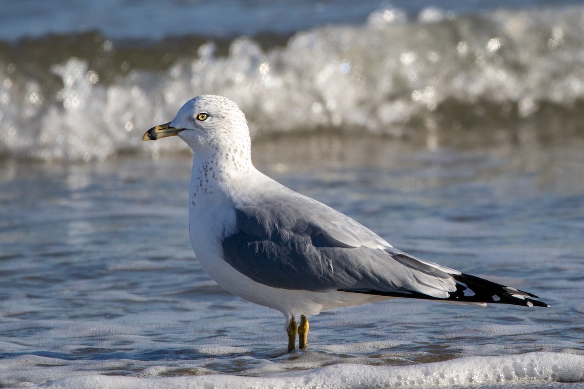 Делавэрская чайка - ML646704125