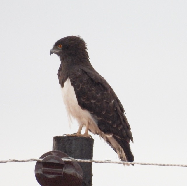 Black-chested Snake-Eagle - ML646704126