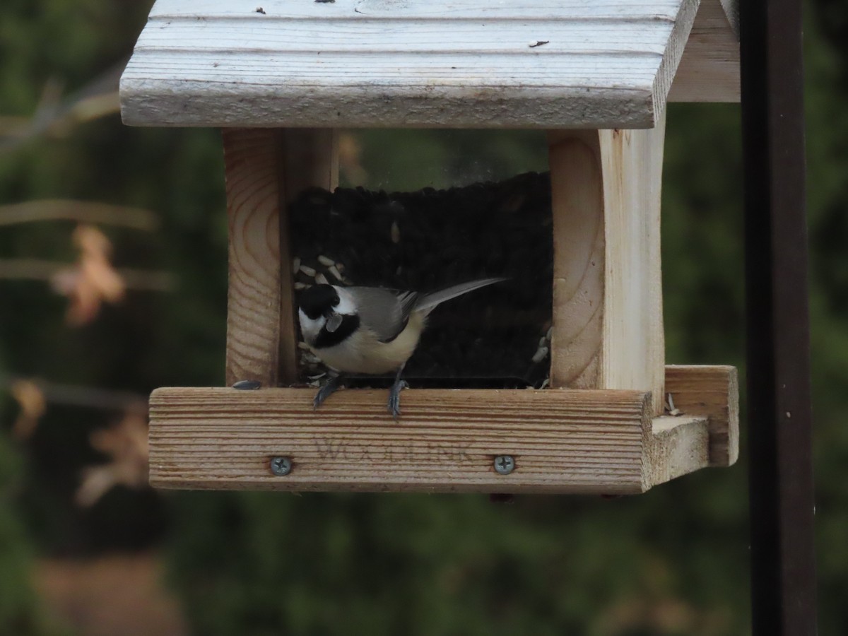 karolinameis - ML646704127