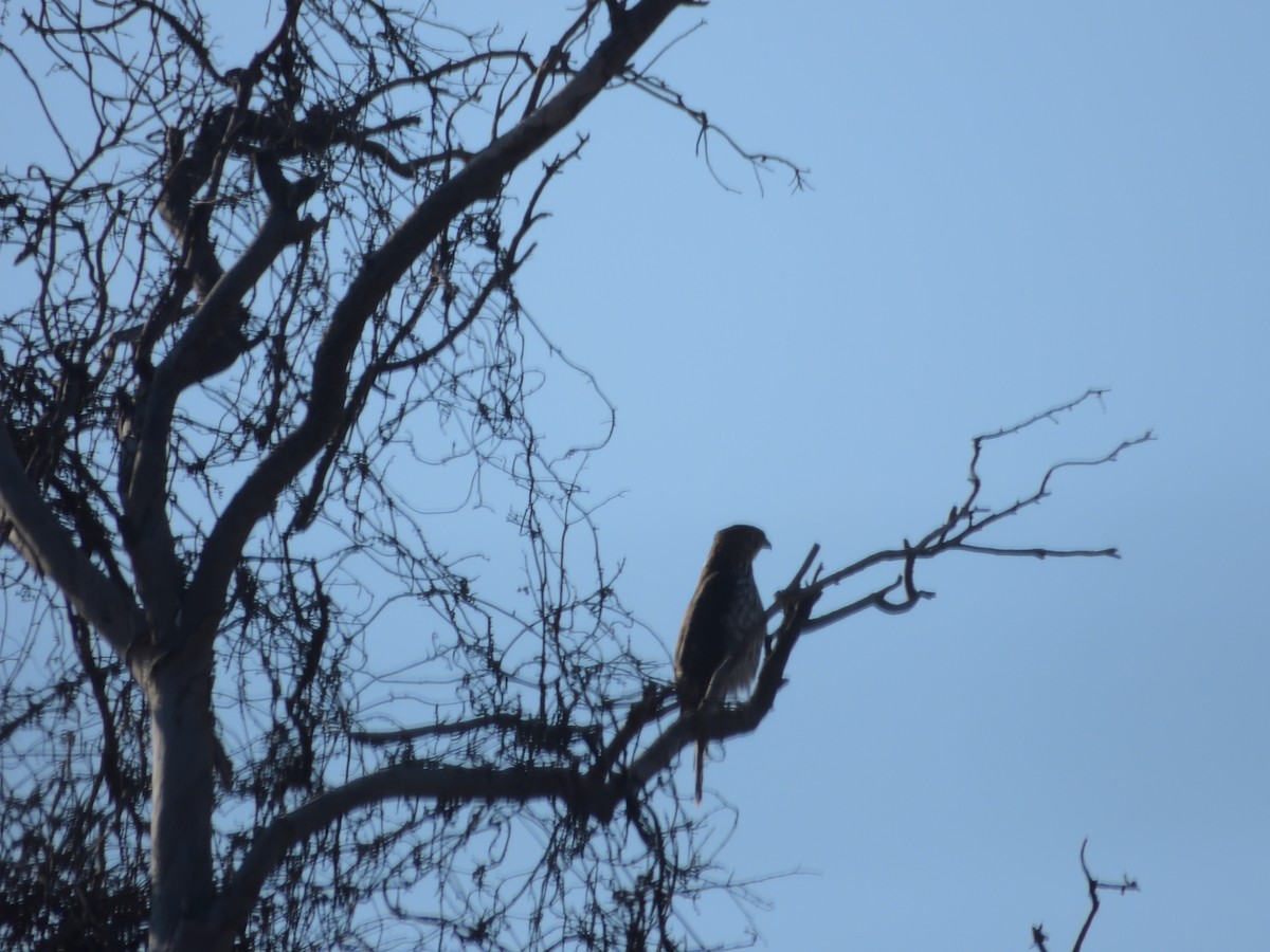 Cooper's Hawk - ML646704129