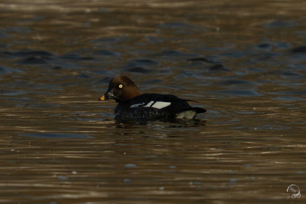 Schellente - ML646704131